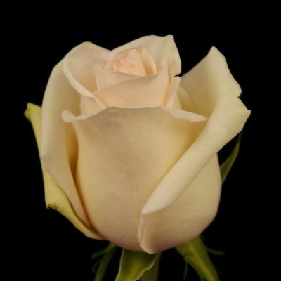 Cream blush rose  in Houston, TX