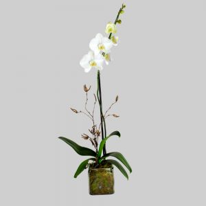 Single White Orchid in Houston, TX