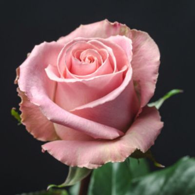 Pink blush rose  in Houston, TX