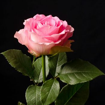 DIY Bulk Pink Rose 